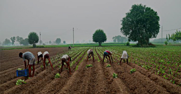 Small-tiles-rabi-cloud-over-farm-linked-sectors